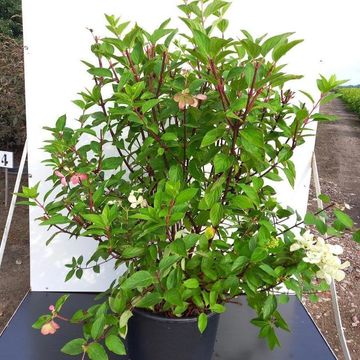 Hydrangea paniculata DIAMANT ROUGE