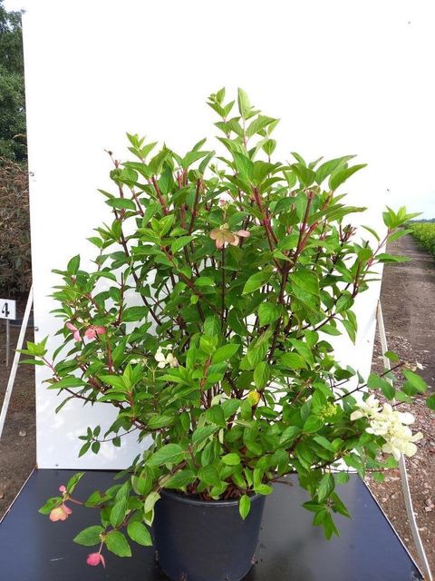Hydrangea paniculata DIAMANT ROUGE