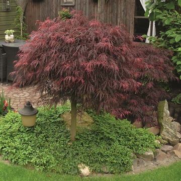 Acer palmatum 'Inaba-shidare'