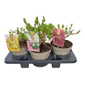 Hydrangea paniculata MIX