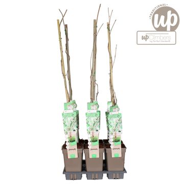 Wisteria floribunda 'Alba'