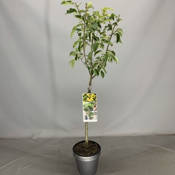 Malus 'Golden Hornet'