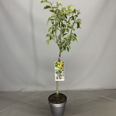 Malus 'Golden Hornet'