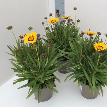 Coreopsis grandiflora 'Sunfire'