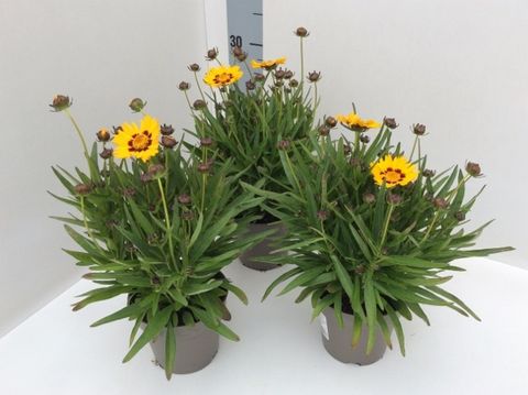 Coreopsis grandiflora 'Sunfire'
