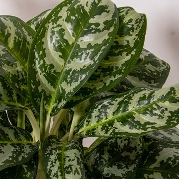 Aglaonema 'Amazon Silver'