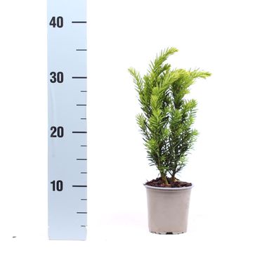 Taxus x media 'Hillii'