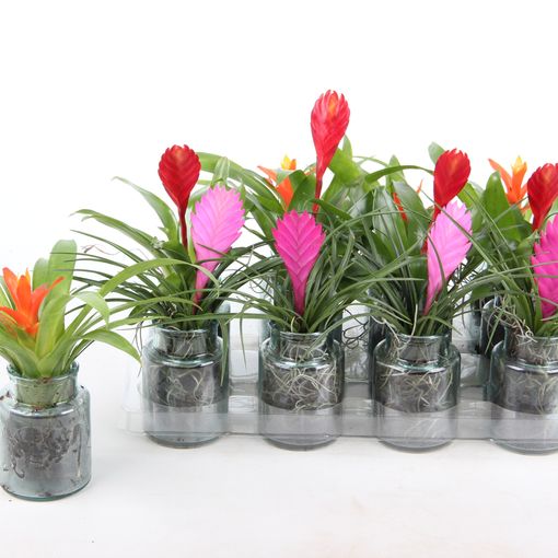 Arrangement Bromelia