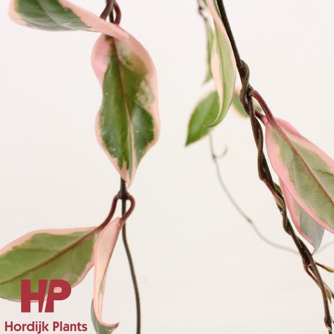 Hoya carnosa 'Flamingo Dream'