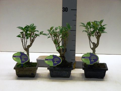 Ficus microcarpa