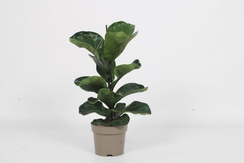 Ficus lyrata 'Bambino'