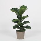 Ficus lyrata 'Bambino'