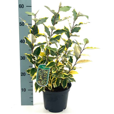 Elaeagnus x ebbingei 'Viveleg'