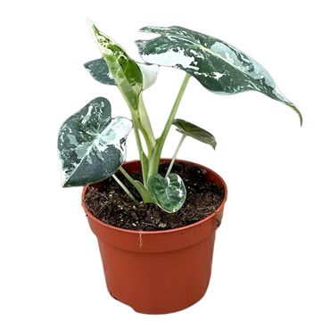 Alocasia micholitziana 'Frydek Variegata'