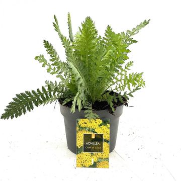 Achillea filipendulina 'Cloth of Gold'