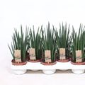 Sansevieria bacularis 'Mikado'
