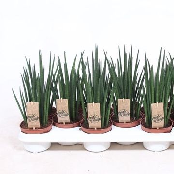 Sansevieria bacularis 'Mikado'