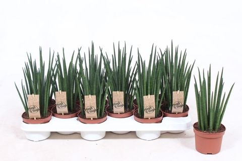 Sansevieria bacularis 'Mikado'