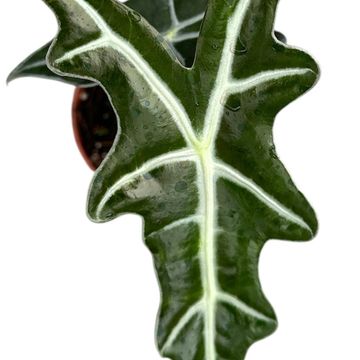 Alocasia sanderiana 'Nobilis'