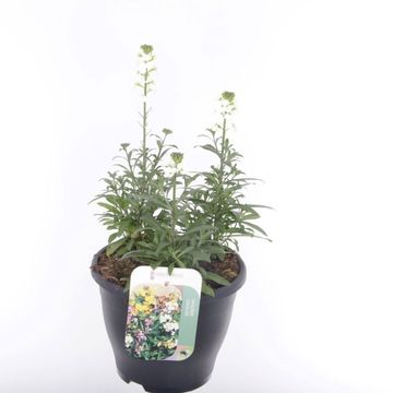 Erysimum LEYA WHITE