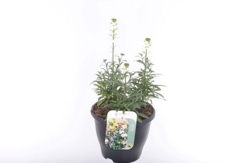 Erysimum LEYA WHITE