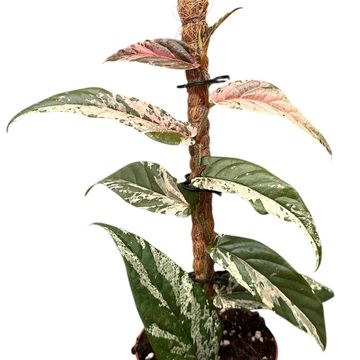 Ficus sagittata 'Variegata'