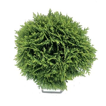 Thuja occidentalis 'Danica'