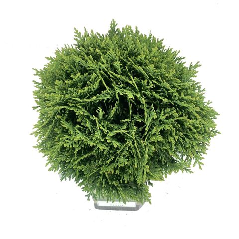 Thuja occidentalis 'Danica' — Plant Wholesale FlorAccess