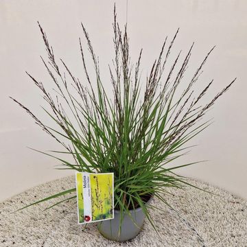 Molinia caerulea 'Edith Dudszus'