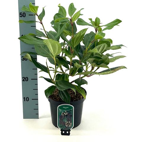 Viburnum davidii