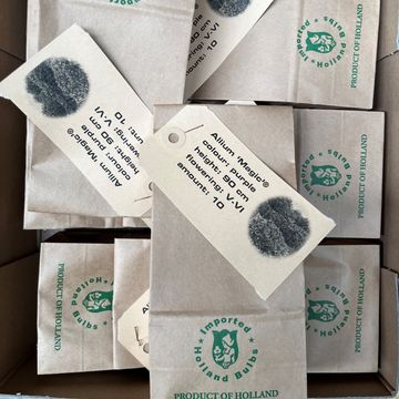 Allium schubertii 'Magic'