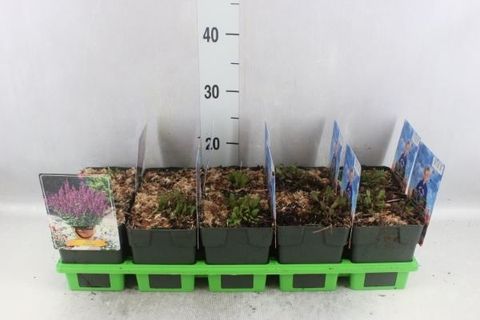 Salvia nemorosa 'Blaukönigin'