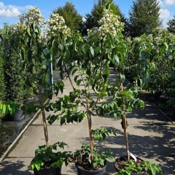 Heptacodium miconioides TIANSHAN