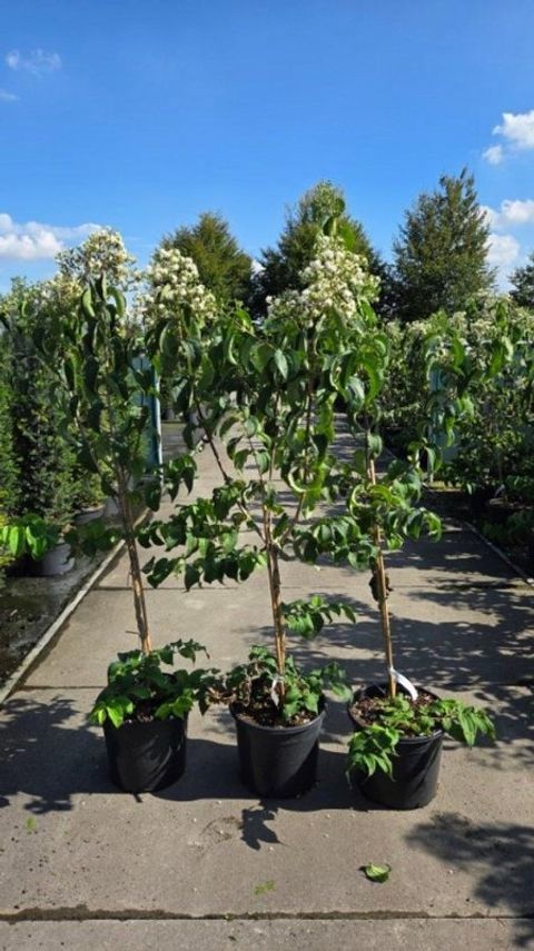 Heptacodium miconioides TIANSHAN