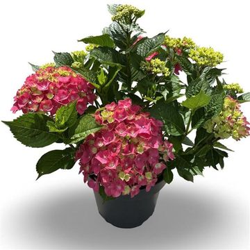 Hydrangea macrophylla 'Leuchtfeuer'