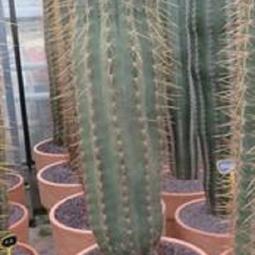 Leucostele terscheckii