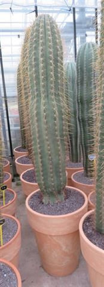 Leucostele terscheckii