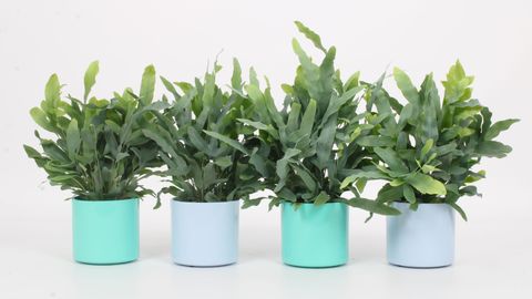 Phlebodium aureum 'Blue Star'