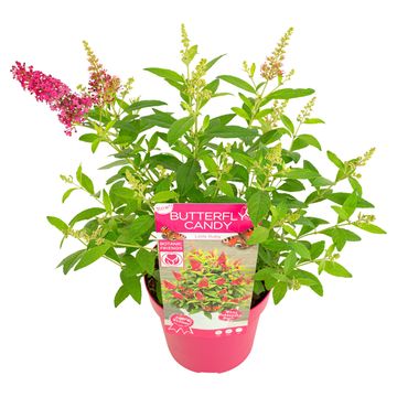 Buddleja davidii BUTTERFLY CANDY LITTLE RUBY