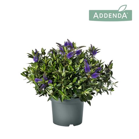 Hebe HEBEDONNA BRITTA