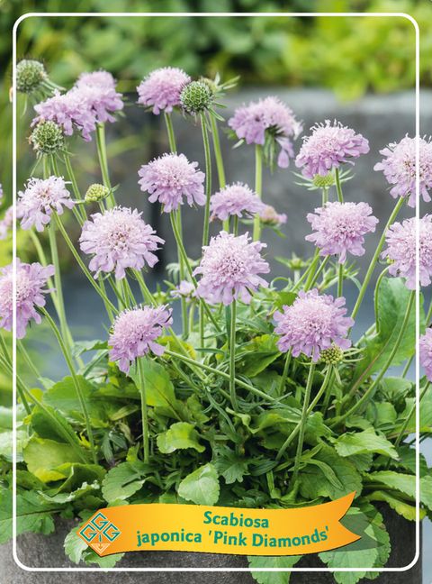 Scabiosa japonica alpina PINK DIAMONDS