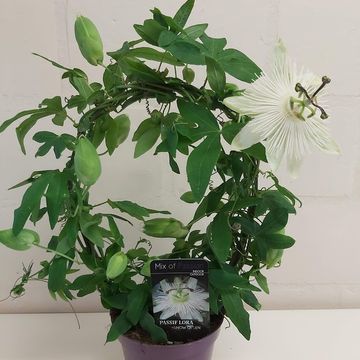 Passiflora 'Snow Queen'