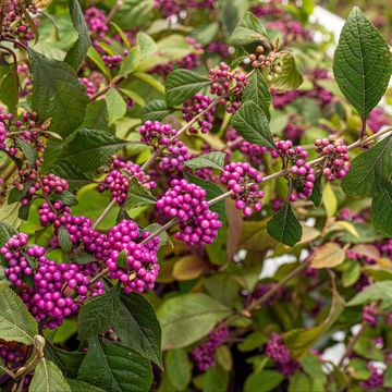 Callicarpa bodinieri 'Profusion'