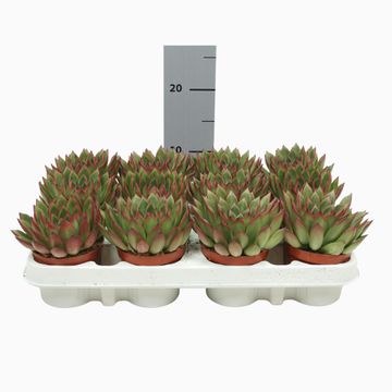 Echeveria agavoides