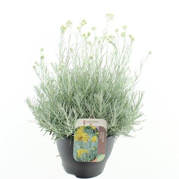 Helichrysum italicum 'Silvery White'