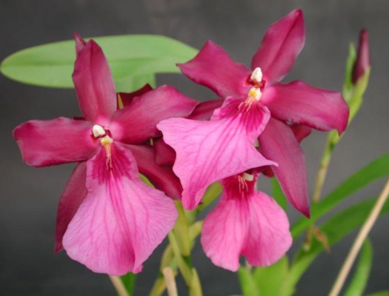 Miltonia X Bluntii — Plant Wholesale FlorAccess