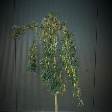 Caragana arborescens 'Pendula'