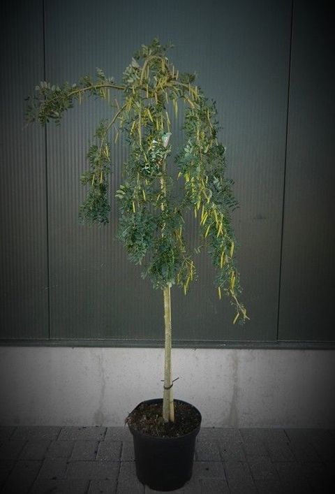 Caragana arborescens 'Pendula'