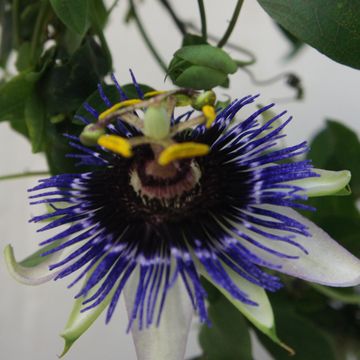 Passiflora 'Silly Cow'