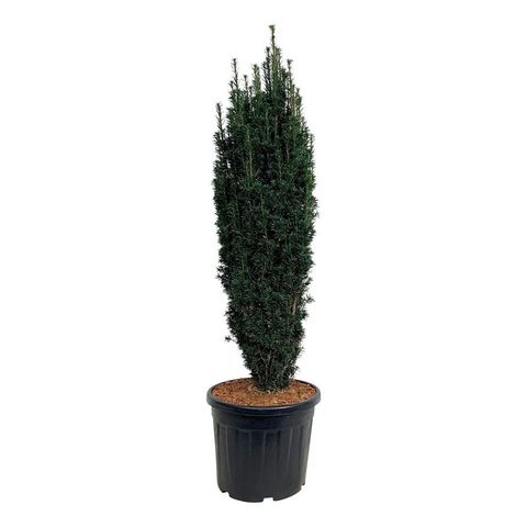 Taxus baccata 'Black Tower'